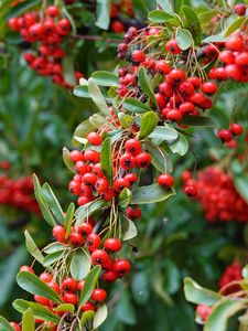 Preview wallpaper rowan, berries, red, plant, branch