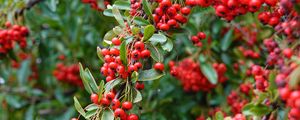Preview wallpaper rowan, berries, red, plant, branch