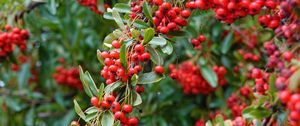 Preview wallpaper rowan, berries, red, plant, branch
