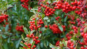 Preview wallpaper rowan, berries, red, plant, branch