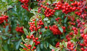 Preview wallpaper rowan, berries, red, plant, branch