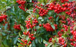 Preview wallpaper rowan, berries, red, plant, branch