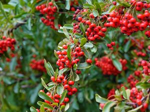 Preview wallpaper rowan, berries, red, plant, branch