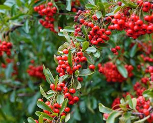 Preview wallpaper rowan, berries, red, plant, branch