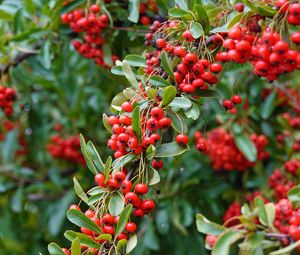 Preview wallpaper rowan, berries, red, plant, branch