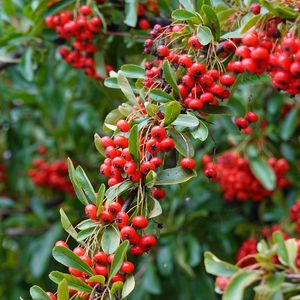 Preview wallpaper rowan, berries, red, plant, branch