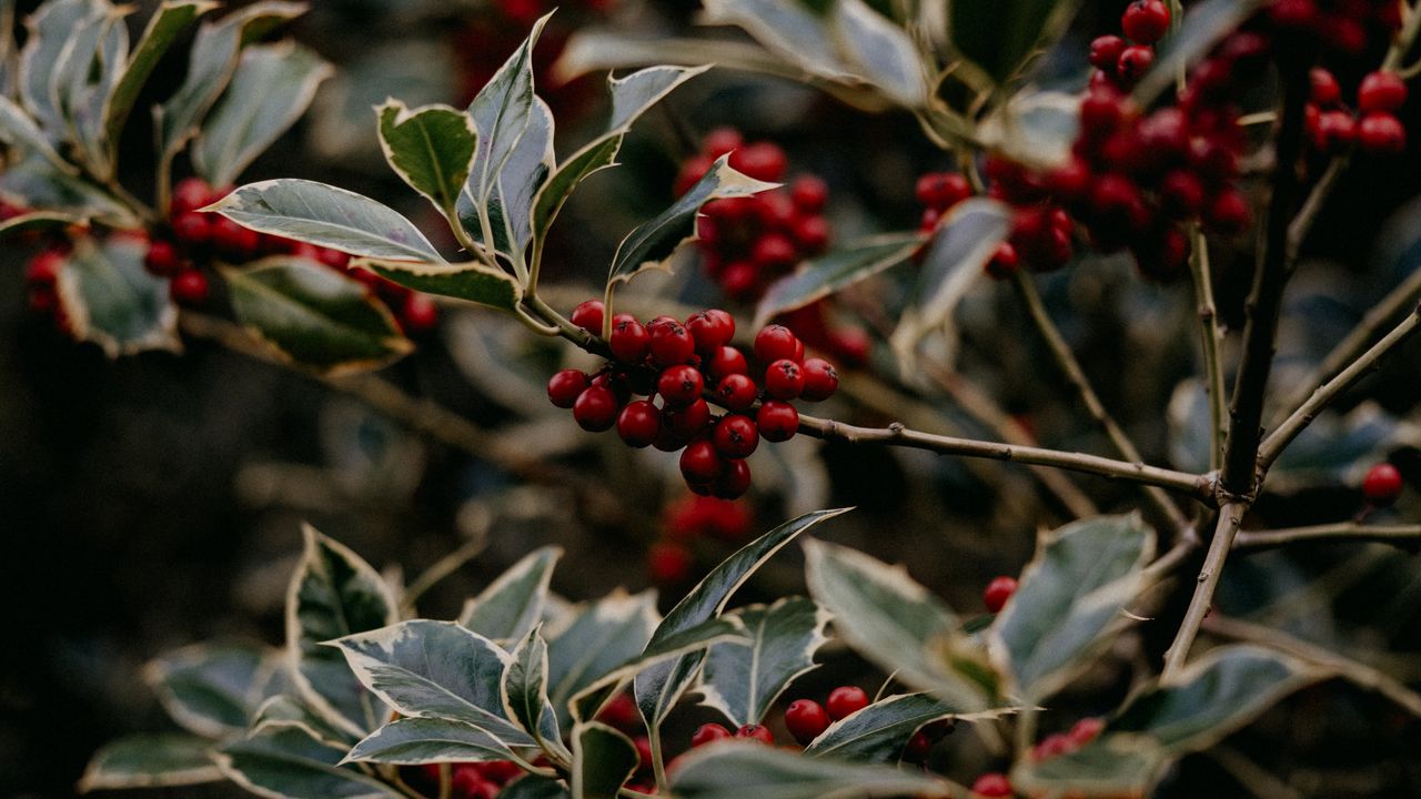 Wallpaper rowan, berries, red, plant