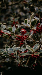 Preview wallpaper rowan, berries, red, plant