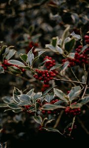 Preview wallpaper rowan, berries, red, plant