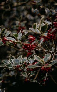 Preview wallpaper rowan, berries, red, plant