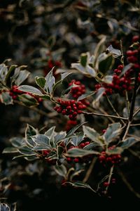 Preview wallpaper rowan, berries, red, plant