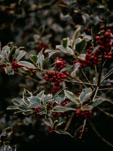 Preview wallpaper rowan, berries, red, plant