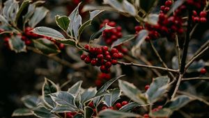 Preview wallpaper rowan, berries, red, plant