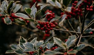 Preview wallpaper rowan, berries, red, plant