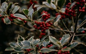 Preview wallpaper rowan, berries, red, plant