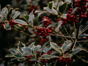 Preview wallpaper rowan, berries, red, plant