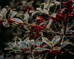 Preview wallpaper rowan, berries, red, plant