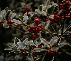 Preview wallpaper rowan, berries, red, plant