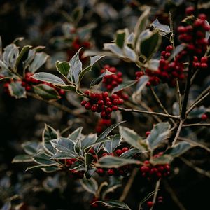 Preview wallpaper rowan, berries, red, plant