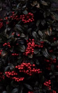 Preview wallpaper rowan, berries, red, plant, macro