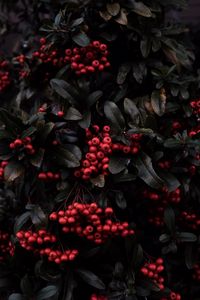 Preview wallpaper rowan, berries, red, plant, macro