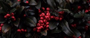 Preview wallpaper rowan, berries, red, plant, macro