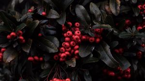 Preview wallpaper rowan, berries, red, plant, macro