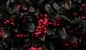 Preview wallpaper rowan, berries, red, plant, macro