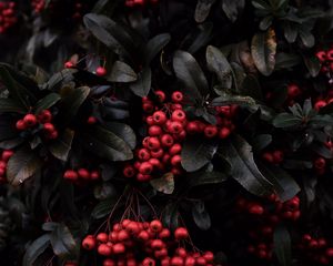 Preview wallpaper rowan, berries, red, plant, macro