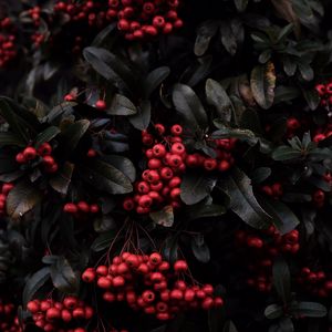 Preview wallpaper rowan, berries, red, plant, macro