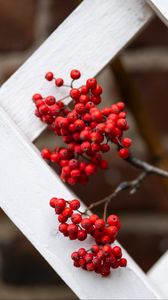 Preview wallpaper rowan, berries, red, branch, fence