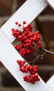 Preview wallpaper rowan, berries, red, branch, fence