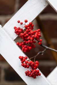 Preview wallpaper rowan, berries, red, branch, fence