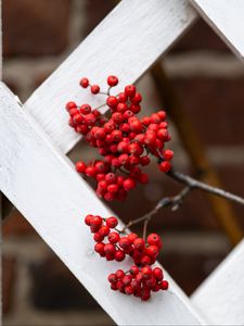 Preview wallpaper rowan, berries, red, branch, fence