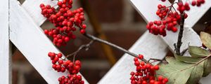 Preview wallpaper rowan, berries, red, branch, fence