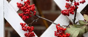 Preview wallpaper rowan, berries, red, branch, fence