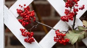 Preview wallpaper rowan, berries, red, branch, fence