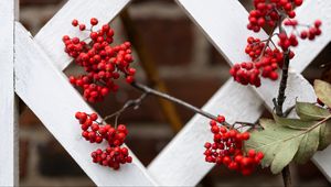 Preview wallpaper rowan, berries, red, branch, fence