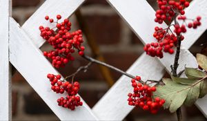 Preview wallpaper rowan, berries, red, branch, fence