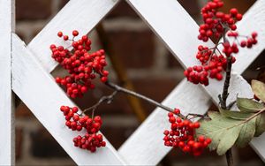 Preview wallpaper rowan, berries, red, branch, fence