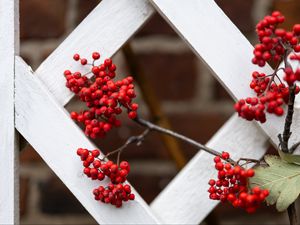 Preview wallpaper rowan, berries, red, branch, fence