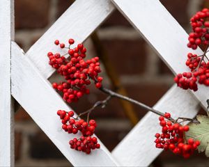 Preview wallpaper rowan, berries, red, branch, fence