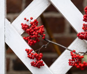 Preview wallpaper rowan, berries, red, branch, fence