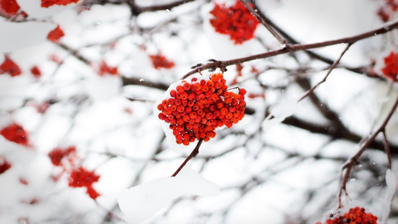 Wallpaper rowan, berries, snow, winter