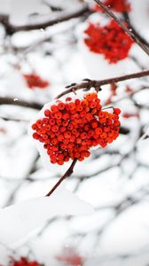 Preview wallpaper rowan, berries, snow, winter