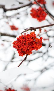 Preview wallpaper rowan, berries, snow, winter