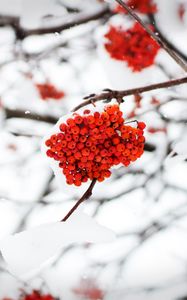 Preview wallpaper rowan, berries, snow, winter