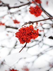 Preview wallpaper rowan, berries, snow, winter