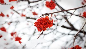 Preview wallpaper rowan, berries, snow, winter