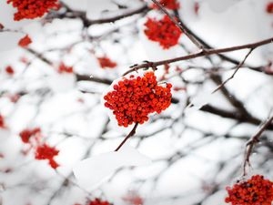 Preview wallpaper rowan, berries, snow, winter